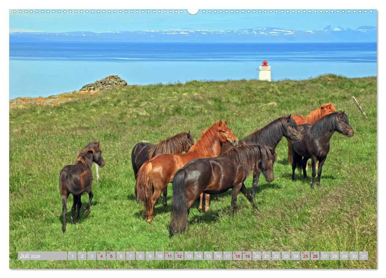 Bild: 9783457699805 | Islandpferde - Die tierischen Stars der Insel (hochwertiger Premium...