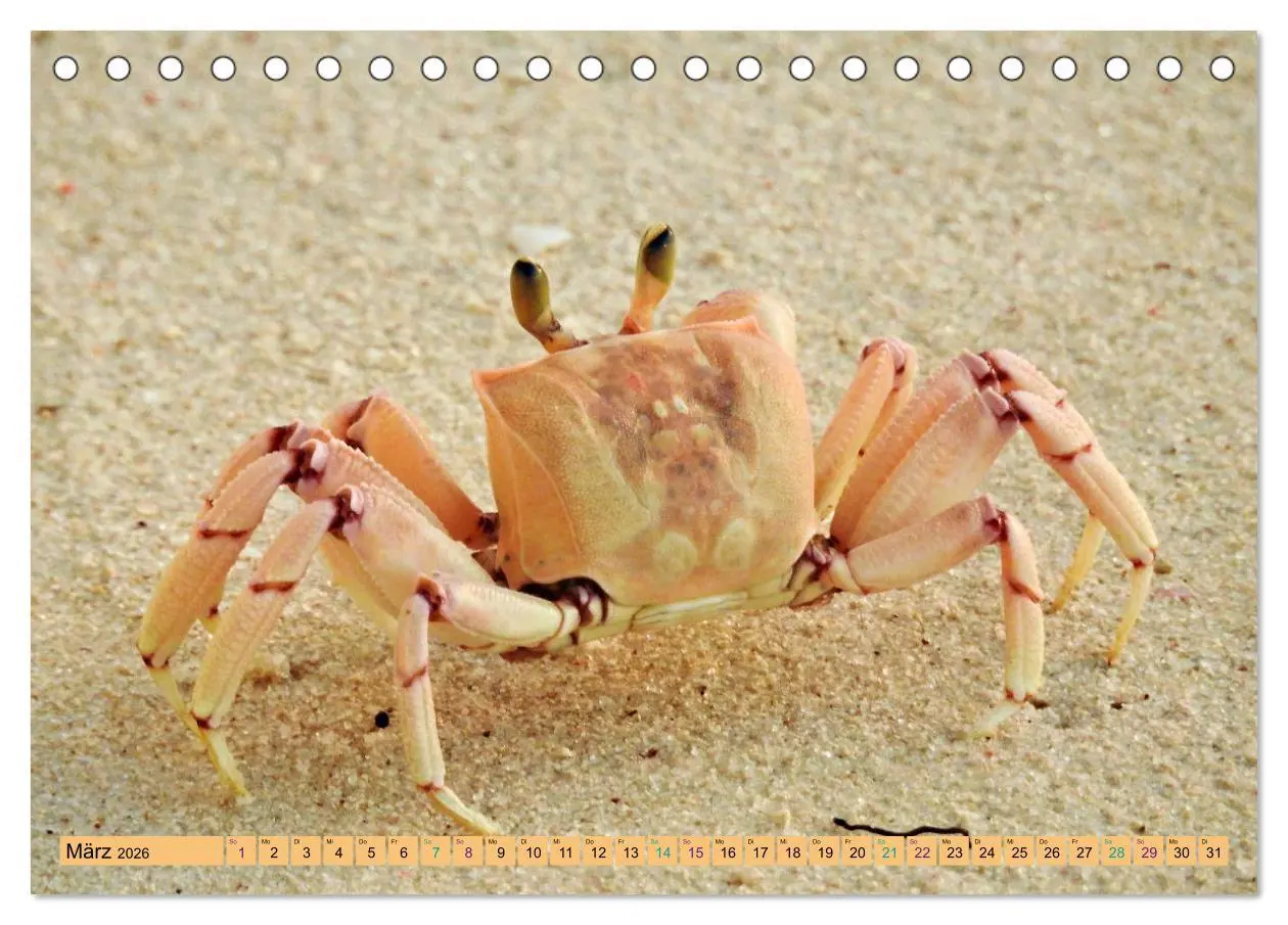 Bild: 9783457519905 | DIANI BEACH Strand Impressionen Kenia (Tischkalender 2026 DIN A5...