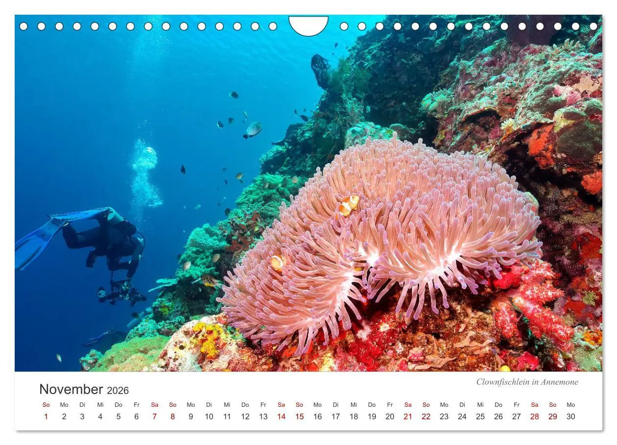 Bild: 9783457689905 | Unterwasser - eine bunte Welt (Wandkalender 2026 DIN A4 quer),...