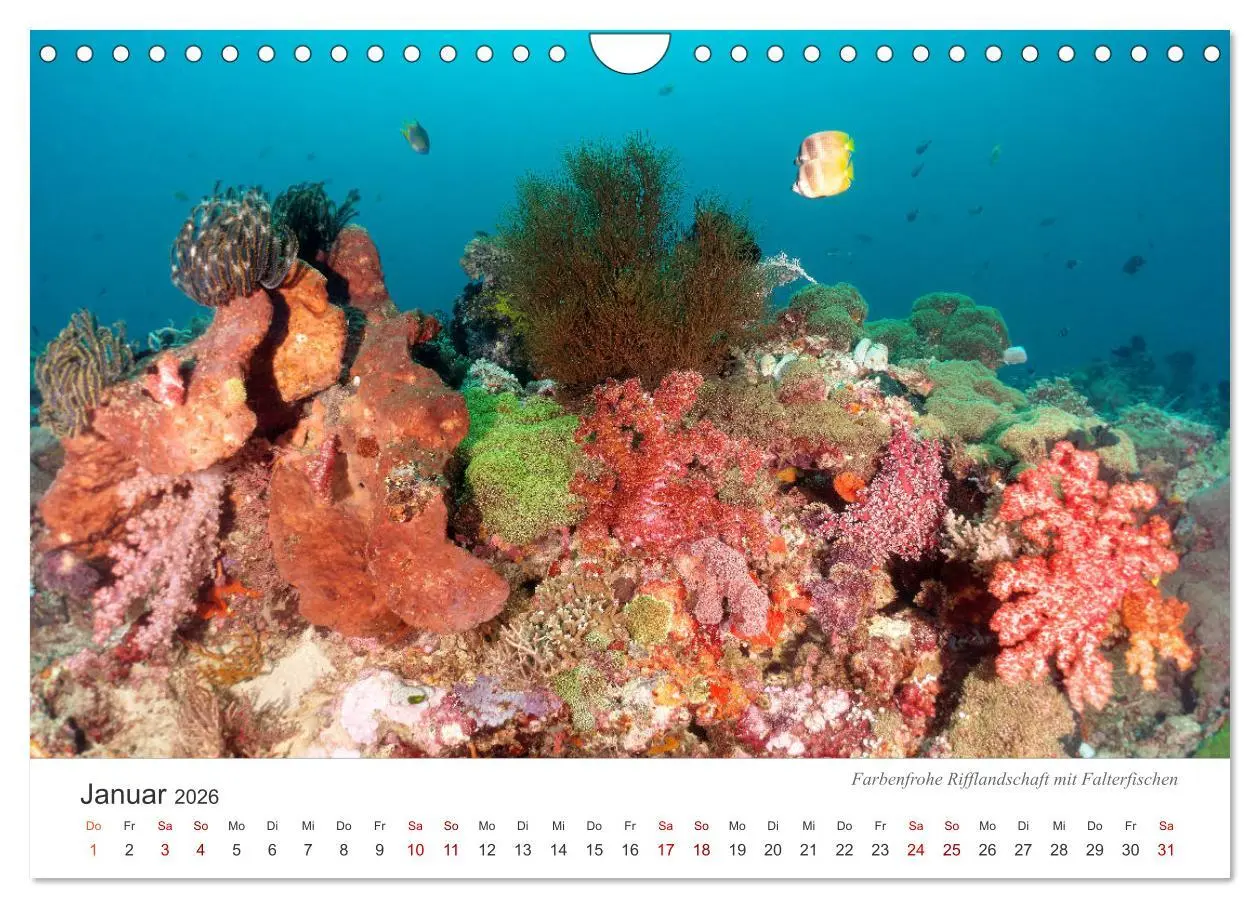 Bild: 9783457689905 | Unterwasser - eine bunte Welt (Wandkalender 2026 DIN A4 quer),...