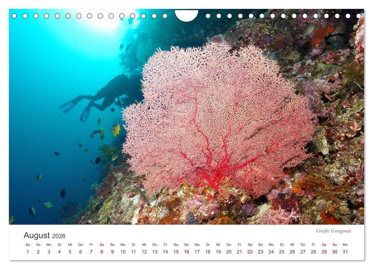 Bild: 9783457689905 | Unterwasser - eine bunte Welt (Wandkalender 2026 DIN A4 quer),...