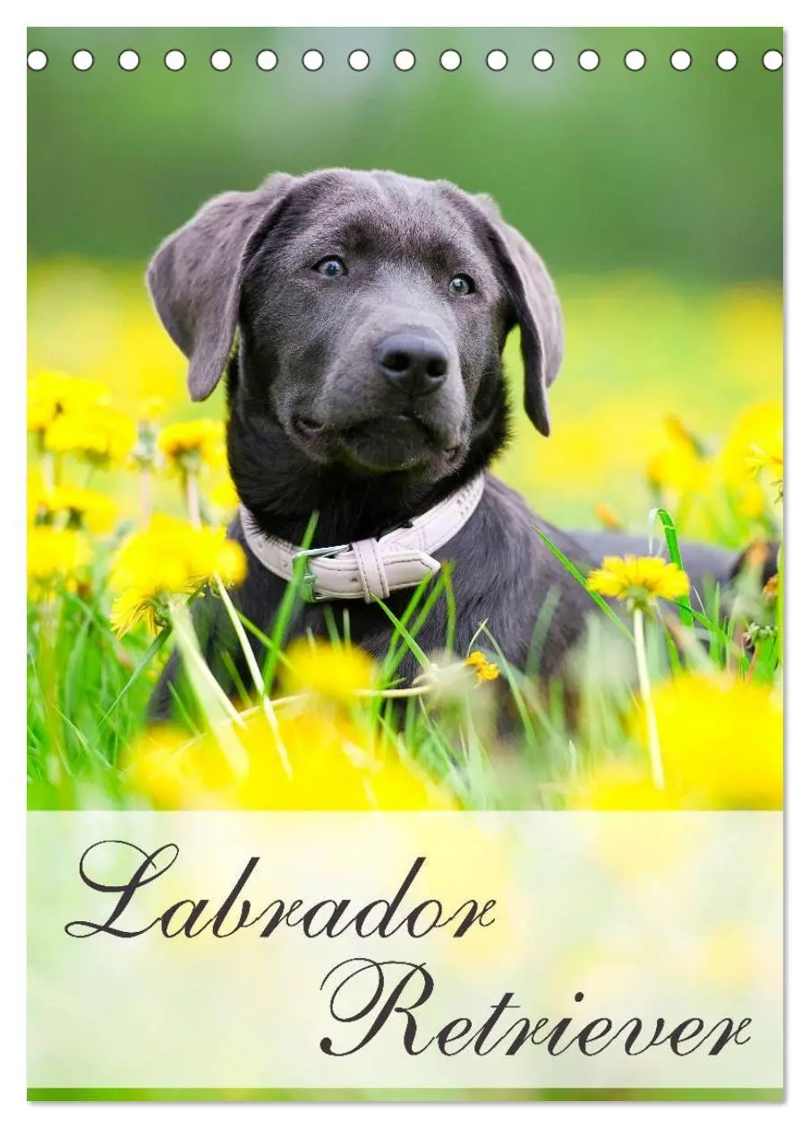 Cover: 9783516469905 | Labrador Retriever (Tischkalender 2026 DIN A5 hoch), CALVENDO...