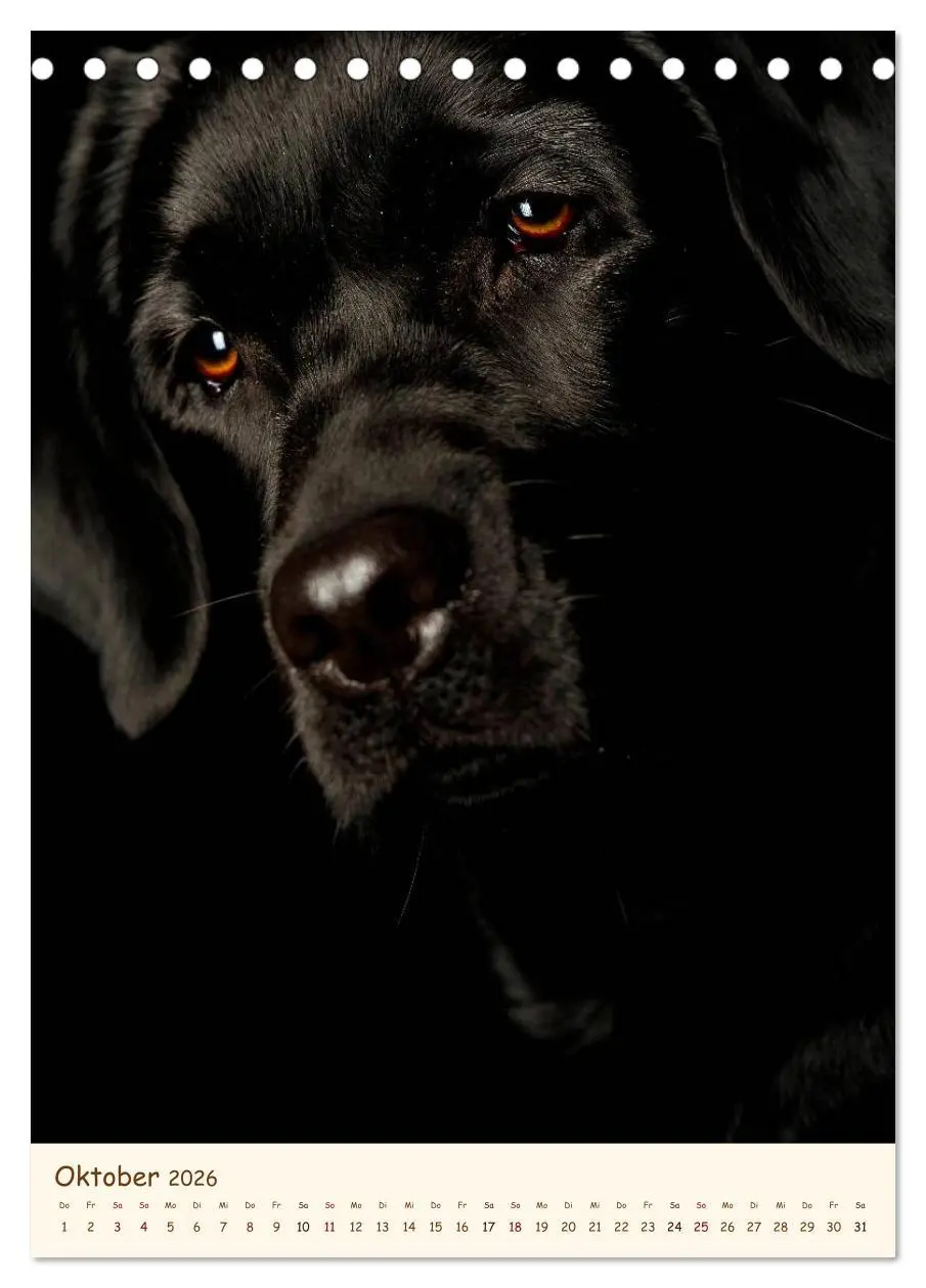 Bild: 9783516469905 | Labrador Retriever (Tischkalender 2026 DIN A5 hoch), CALVENDO...