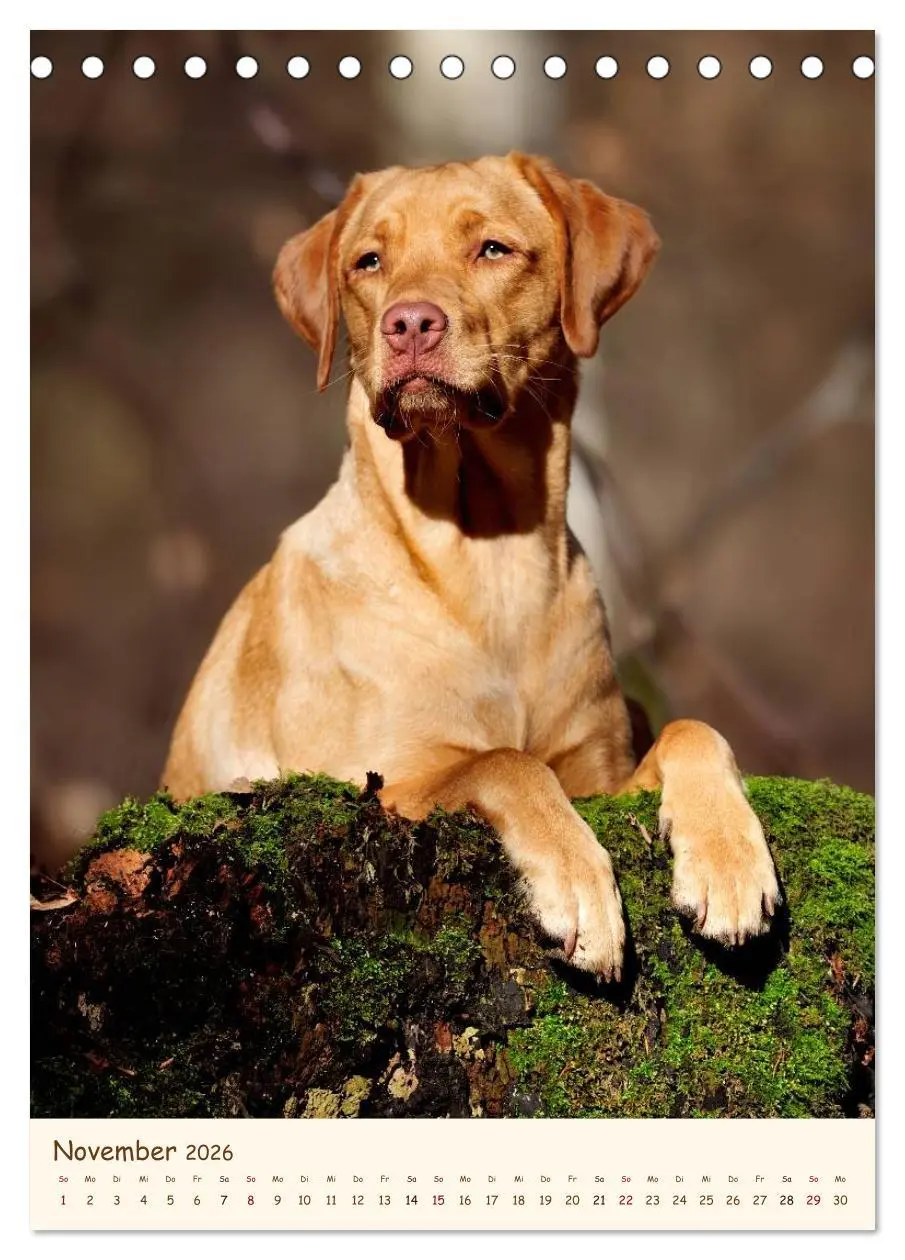 Bild: 9783516469905 | Labrador Retriever (Tischkalender 2026 DIN A5 hoch), CALVENDO...
