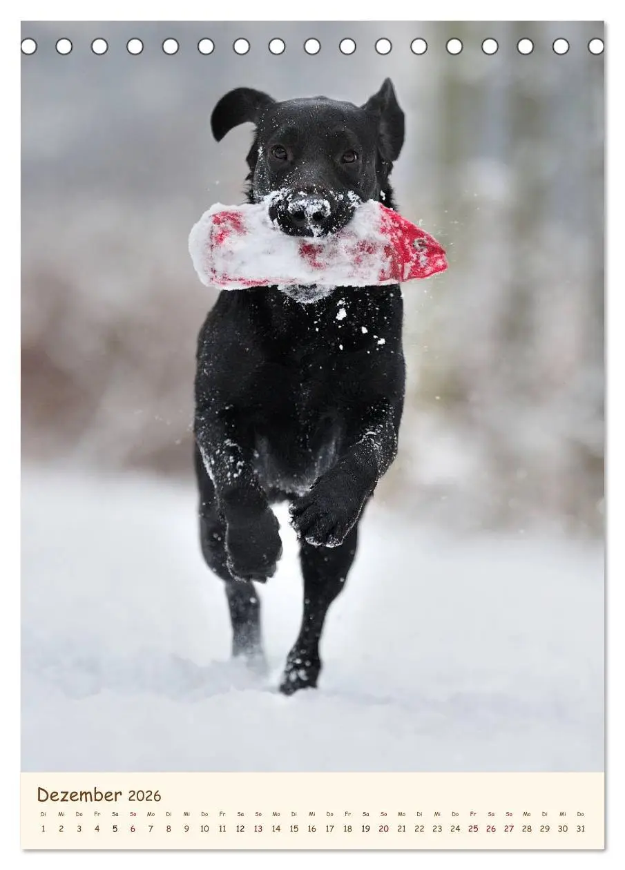 Bild: 9783516469905 | Labrador Retriever (Tischkalender 2026 DIN A5 hoch), CALVENDO...