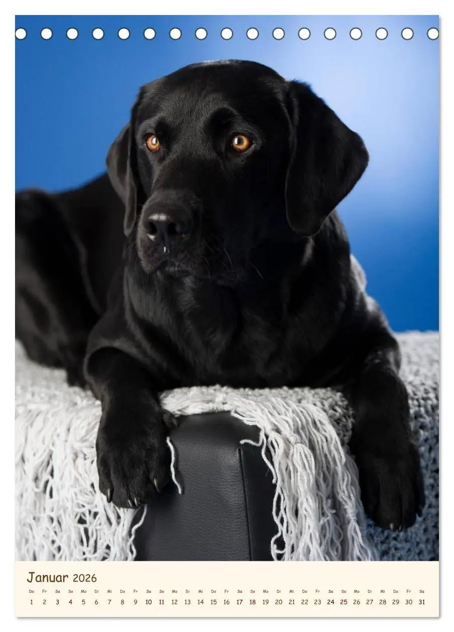 Bild: 9783516469905 | Labrador Retriever (Tischkalender 2026 DIN A5 hoch), CALVENDO...