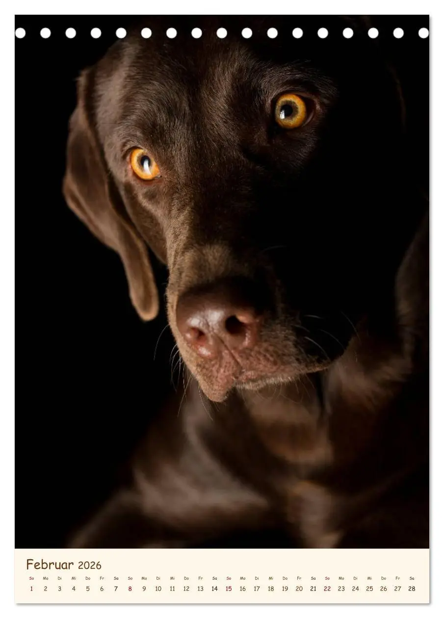 Bild: 9783516469905 | Labrador Retriever (Tischkalender 2026 DIN A5 hoch), CALVENDO...