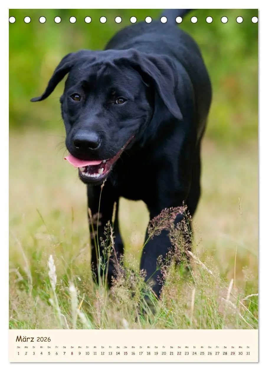Bild: 9783516469905 | Labrador Retriever (Tischkalender 2026 DIN A5 hoch), CALVENDO...