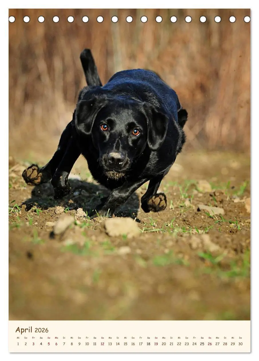 Bild: 9783516469905 | Labrador Retriever (Tischkalender 2026 DIN A5 hoch), CALVENDO...