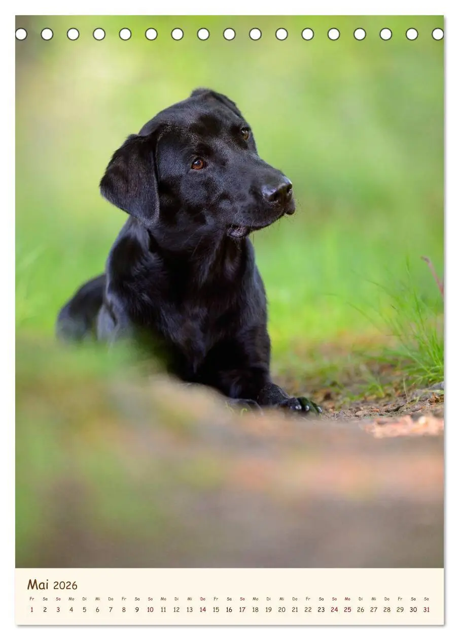 Bild: 9783516469905 | Labrador Retriever (Tischkalender 2026 DIN A5 hoch), CALVENDO...