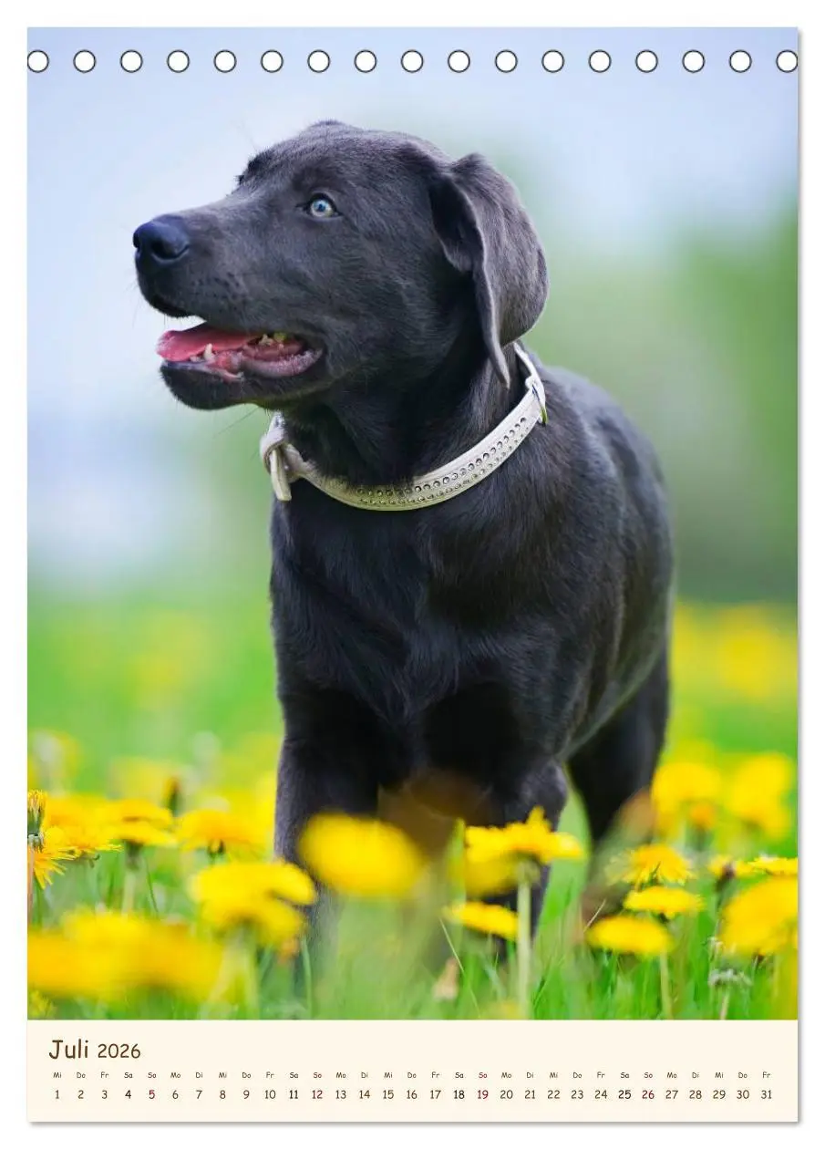 Bild: 9783516469905 | Labrador Retriever (Tischkalender 2026 DIN A5 hoch), CALVENDO...