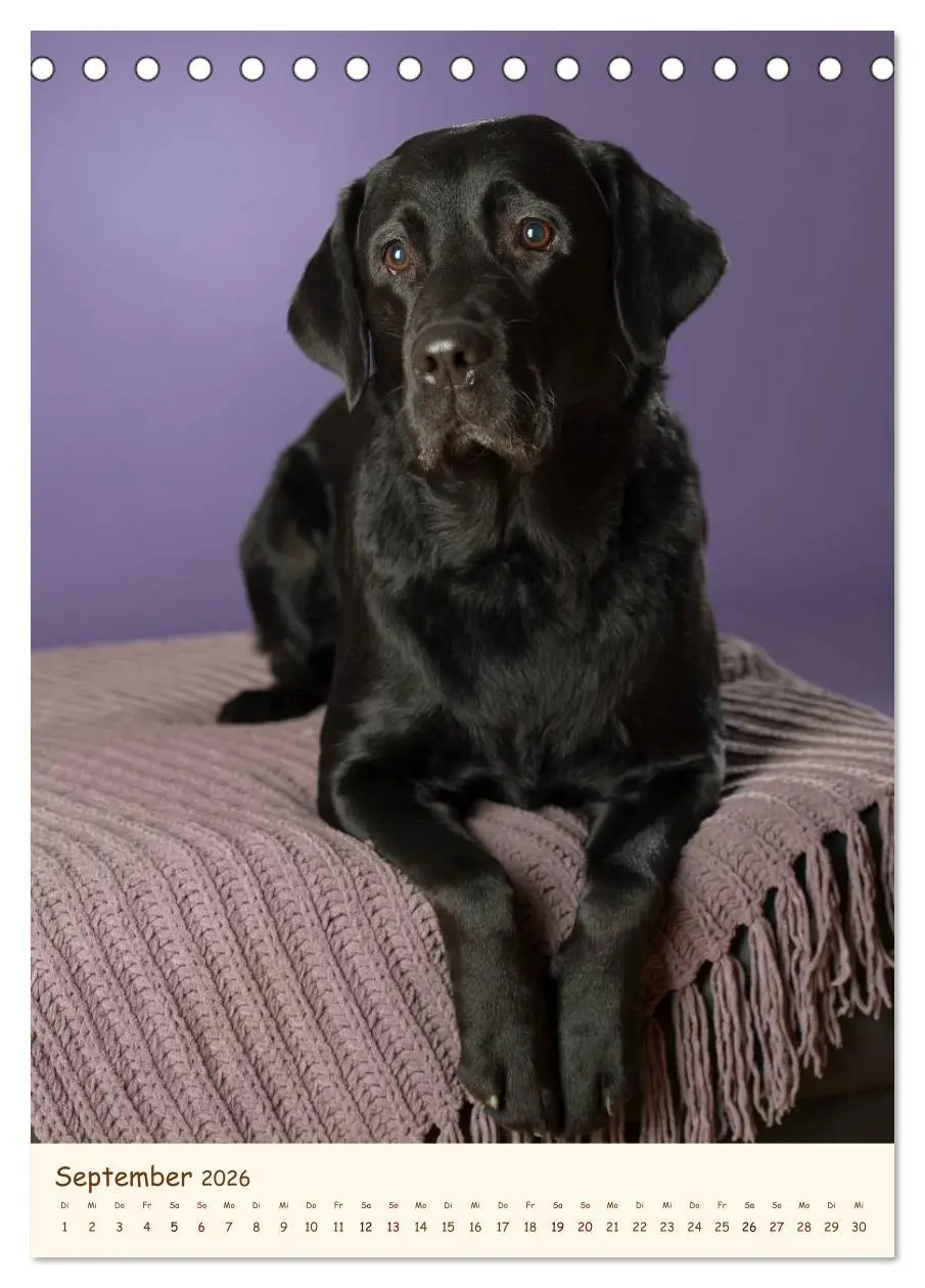 Bild: 9783516469905 | Labrador Retriever (Tischkalender 2026 DIN A5 hoch), CALVENDO...