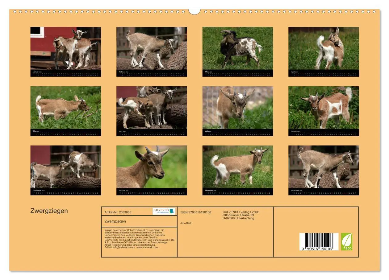 Bild: 9783516190106 | Zwergziegen (hochwertiger Premium Wandkalender 2026 DIN A2 quer),...