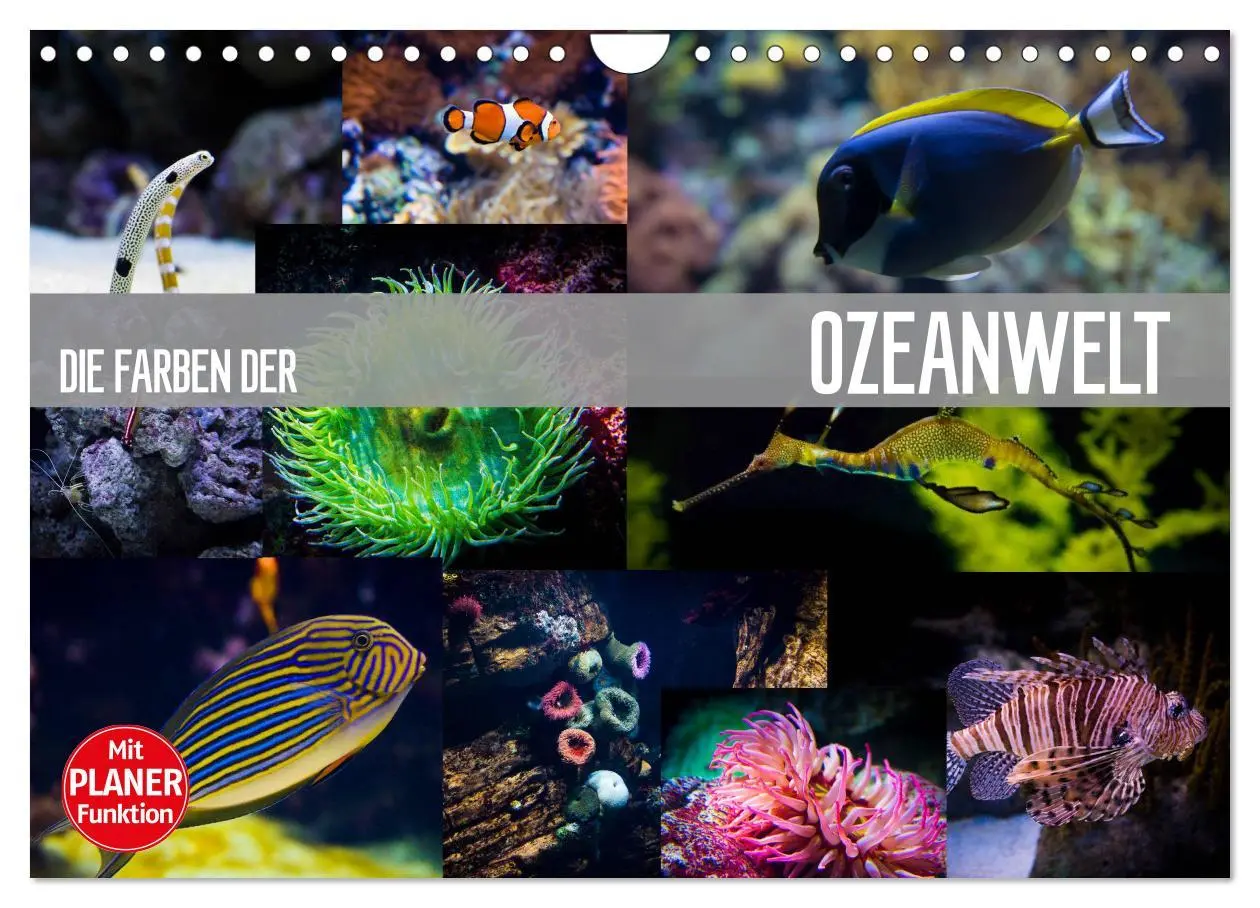 Cover: 9783516000306 | Die Farben der Ozeanwelt (Wandkalender 2026 DIN A4 quer), CALVENDO...