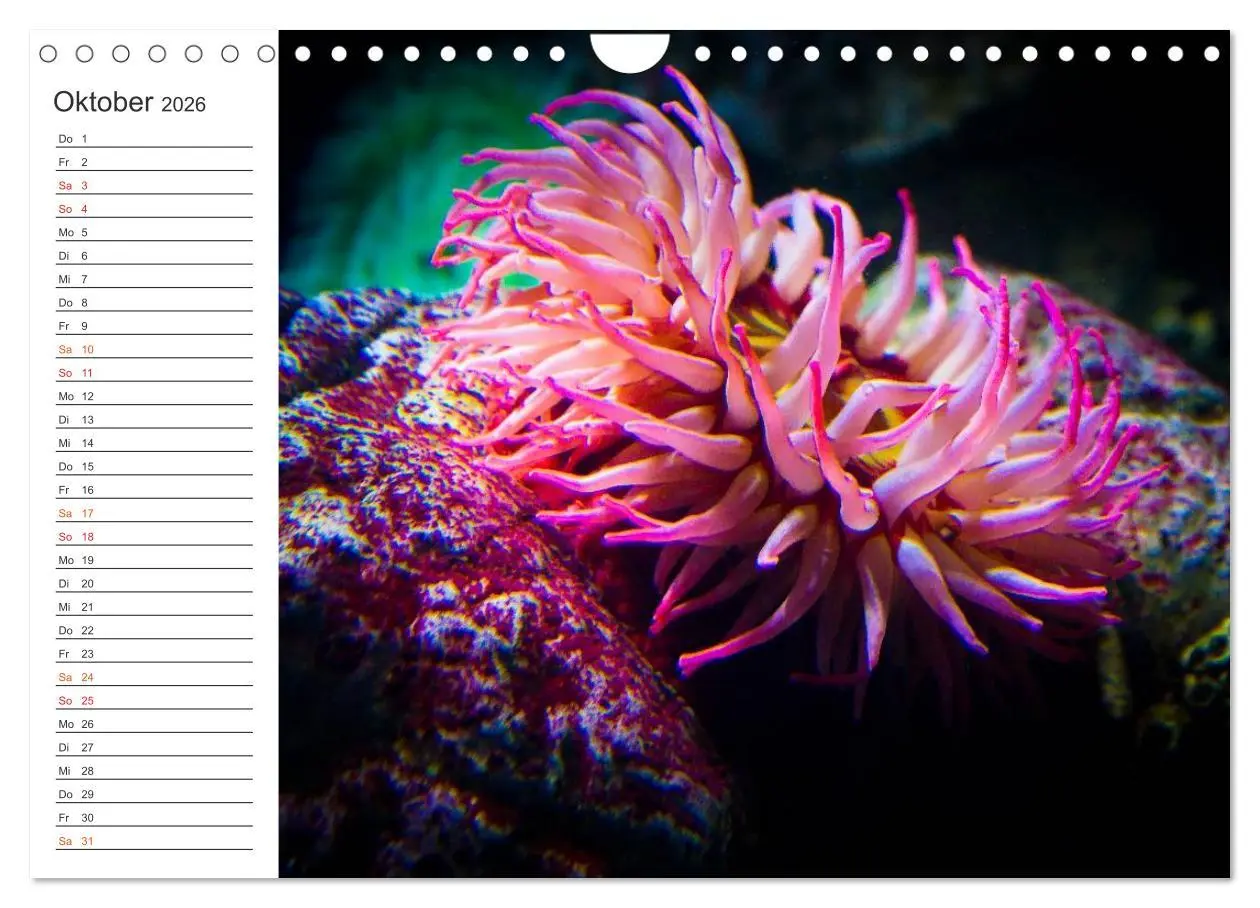 Bild: 9783516000306 | Die Farben der Ozeanwelt (Wandkalender 2026 DIN A4 quer), CALVENDO...