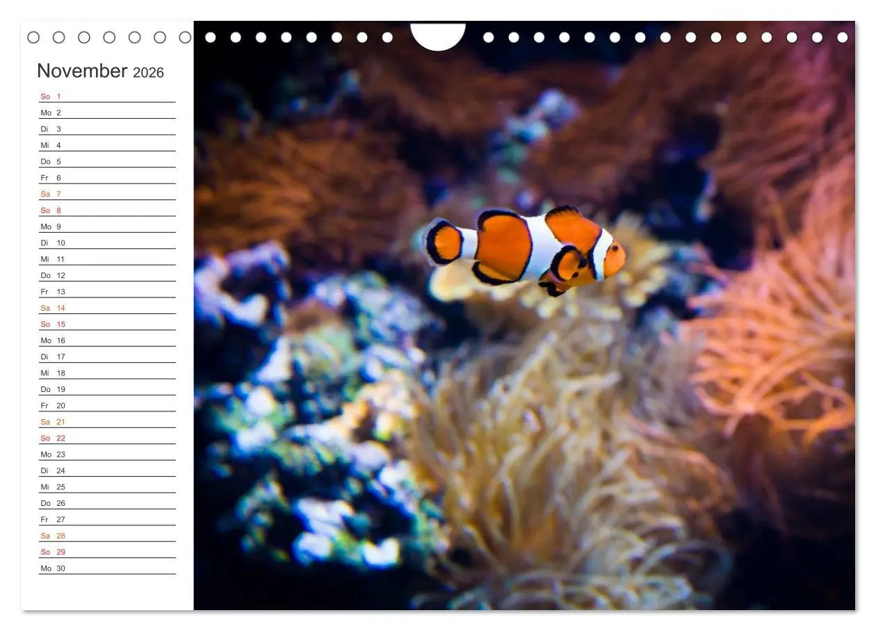 Bild: 9783516000306 | Die Farben der Ozeanwelt (Wandkalender 2026 DIN A4 quer), CALVENDO...