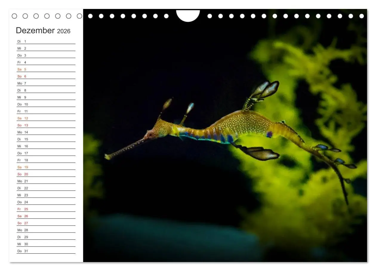 Bild: 9783516000306 | Die Farben der Ozeanwelt (Wandkalender 2026 DIN A4 quer), CALVENDO...