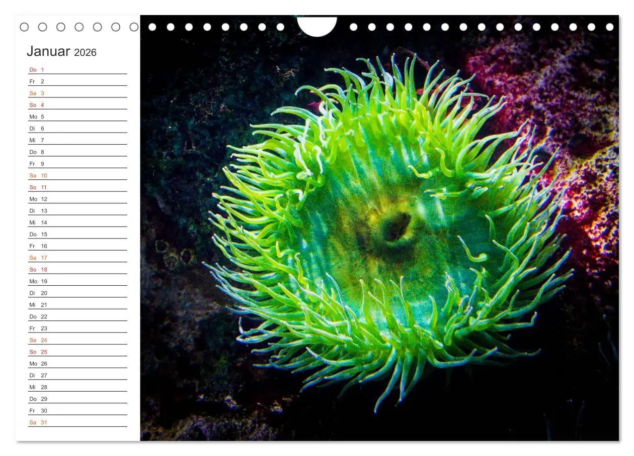 Bild: 9783516000306 | Die Farben der Ozeanwelt (Wandkalender 2026 DIN A4 quer), CALVENDO...
