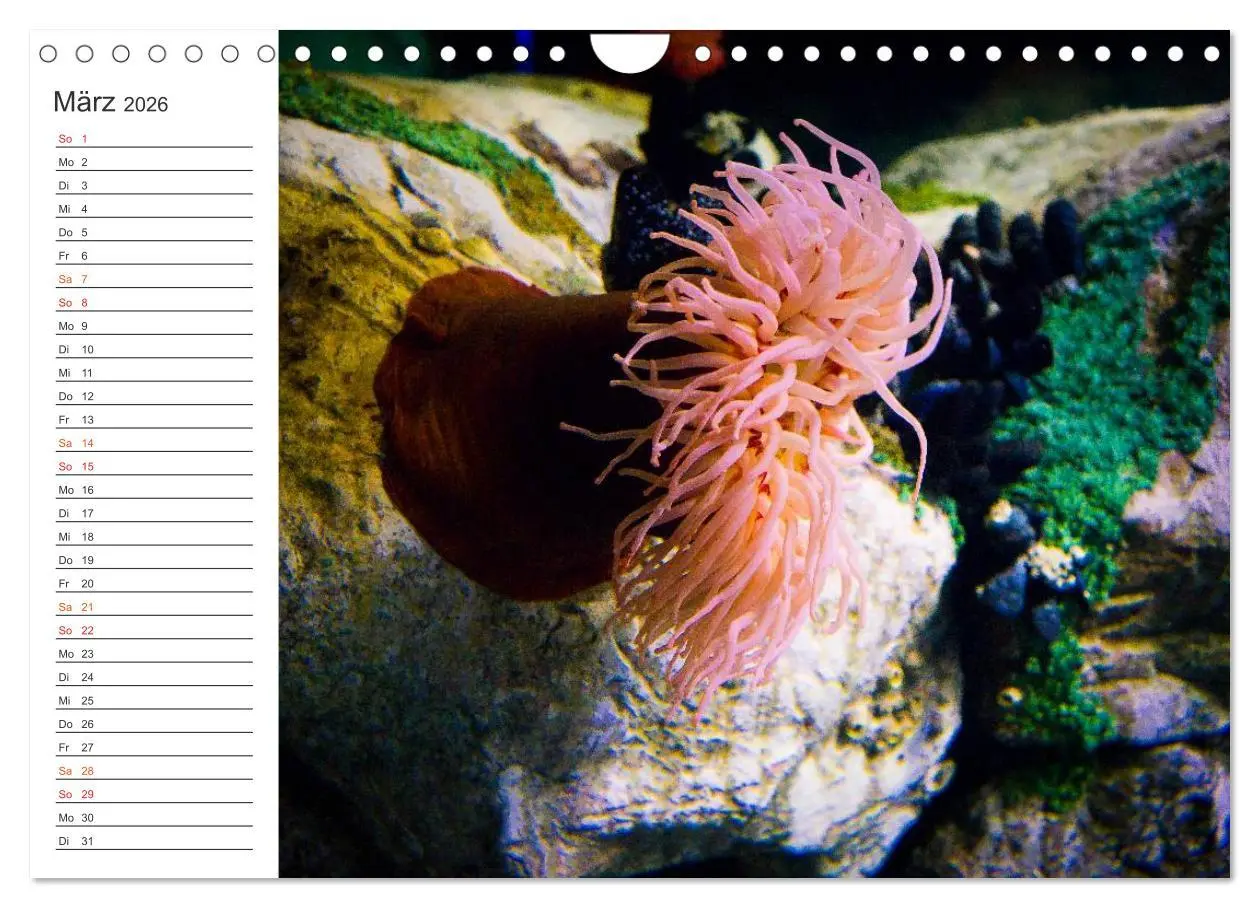 Bild: 9783516000306 | Die Farben der Ozeanwelt (Wandkalender 2026 DIN A4 quer), CALVENDO...