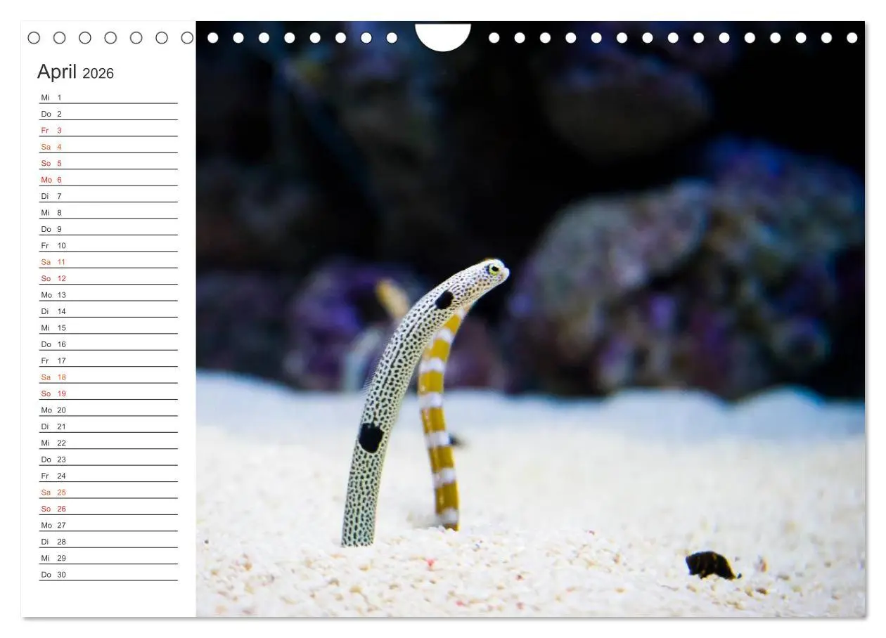 Bild: 9783516000306 | Die Farben der Ozeanwelt (Wandkalender 2026 DIN A4 quer), CALVENDO...