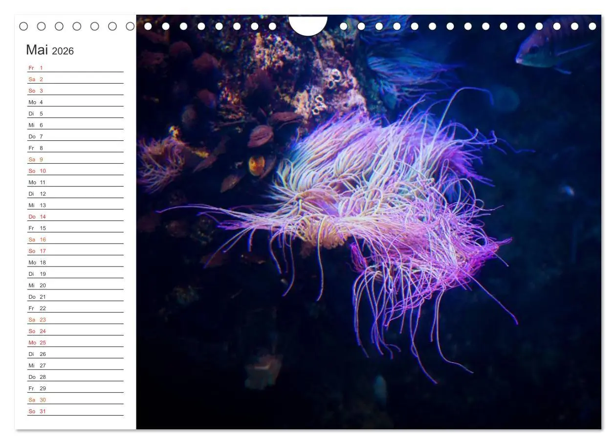 Bild: 9783516000306 | Die Farben der Ozeanwelt (Wandkalender 2026 DIN A4 quer), CALVENDO...