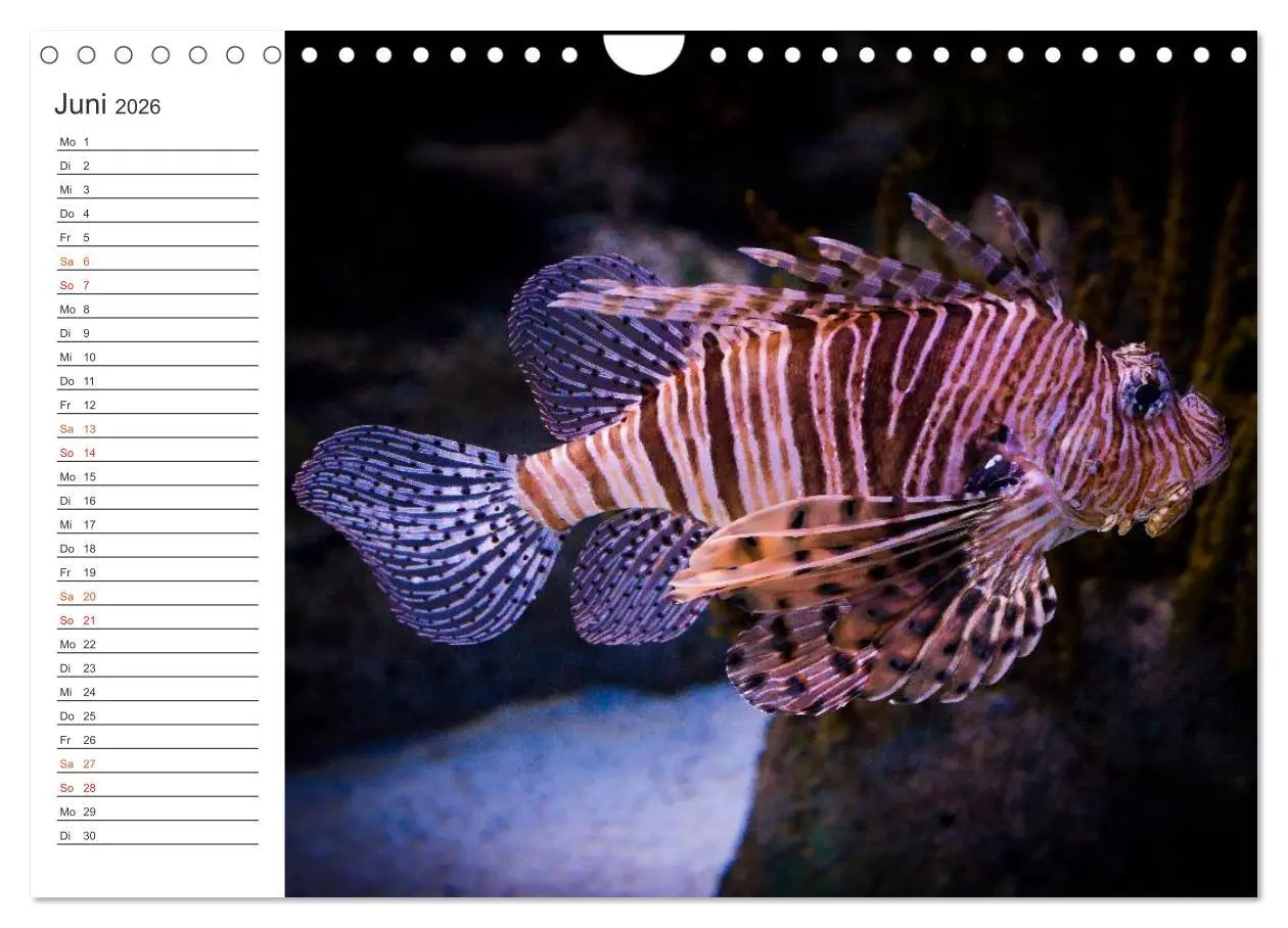 Bild: 9783516000306 | Die Farben der Ozeanwelt (Wandkalender 2026 DIN A4 quer), CALVENDO...