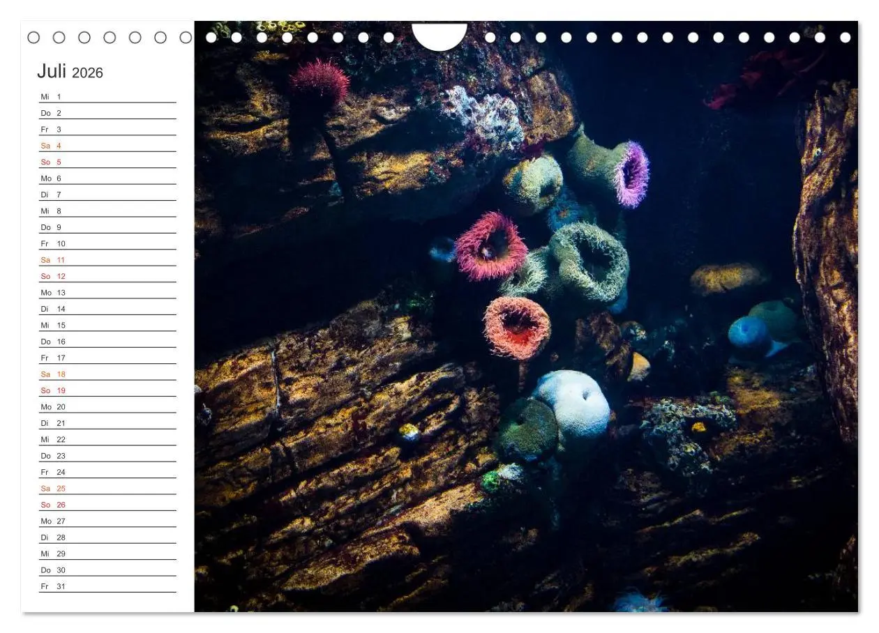 Bild: 9783516000306 | Die Farben der Ozeanwelt (Wandkalender 2026 DIN A4 quer), CALVENDO...