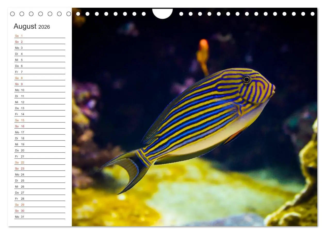 Bild: 9783516000306 | Die Farben der Ozeanwelt (Wandkalender 2026 DIN A4 quer), CALVENDO...