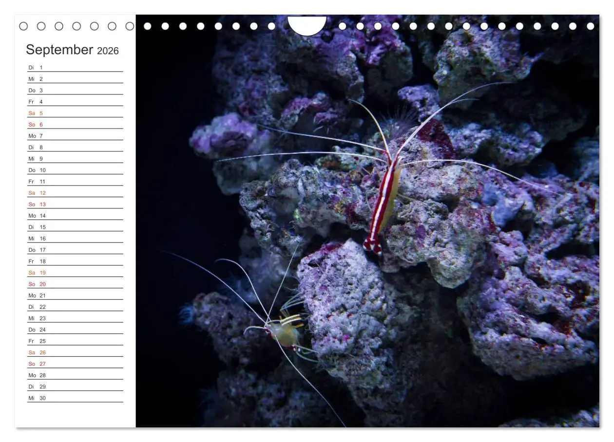Bild: 9783516000306 | Die Farben der Ozeanwelt (Wandkalender 2026 DIN A4 quer), CALVENDO...