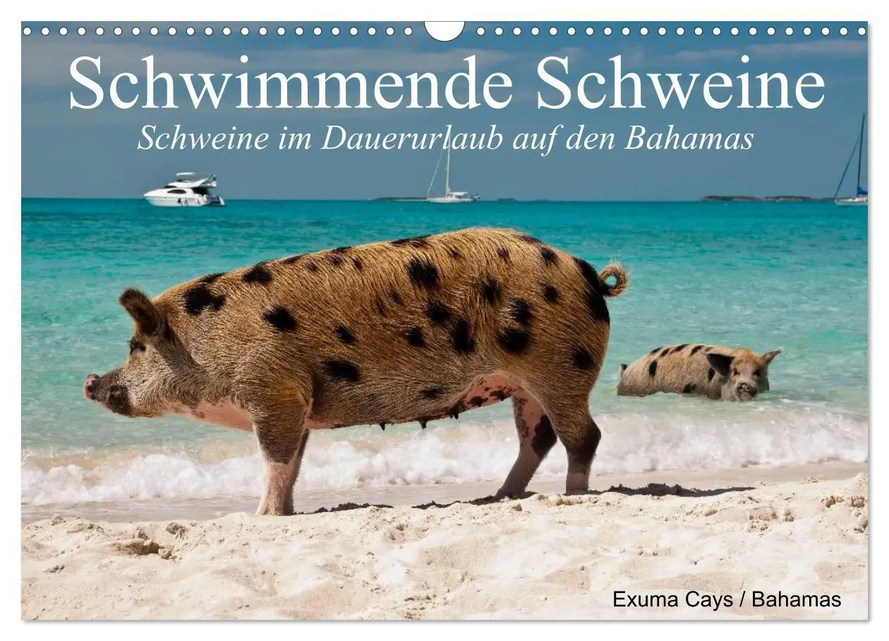 Cover: 9783457970706 | Schwimmende Schweine (Wandkalender 2026 DIN A3 quer), CALVENDO...