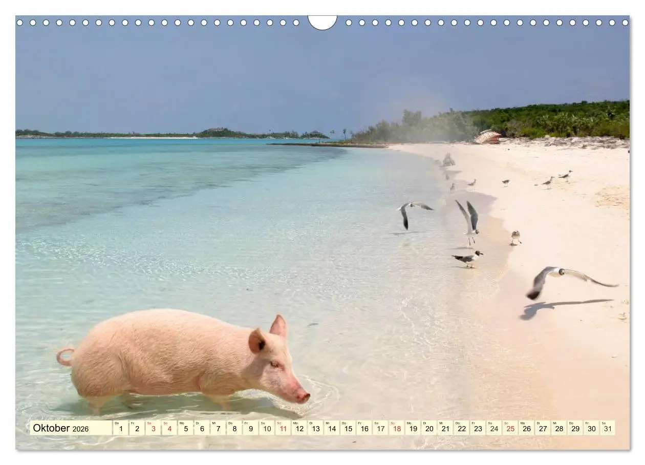 Bild: 9783457970706 | Schwimmende Schweine (Wandkalender 2026 DIN A3 quer), CALVENDO...