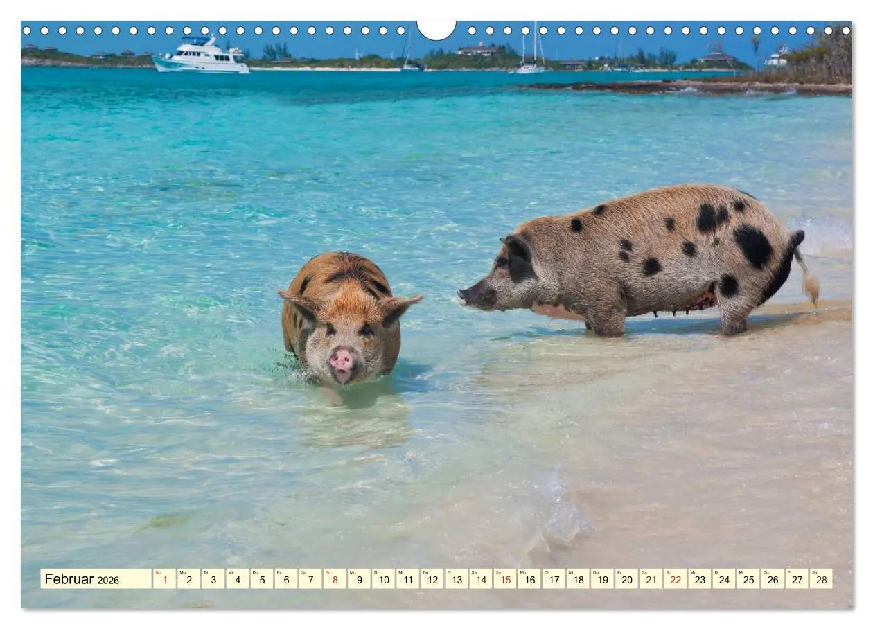 Bild: 9783457970706 | Schwimmende Schweine (Wandkalender 2026 DIN A3 quer), CALVENDO...