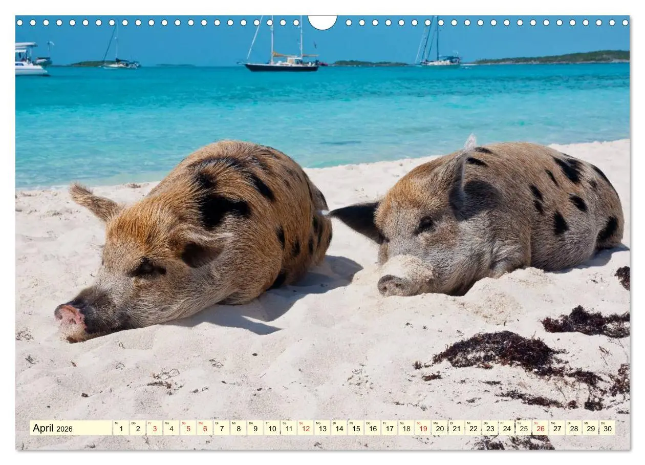 Bild: 9783457970706 | Schwimmende Schweine (Wandkalender 2026 DIN A3 quer), CALVENDO...