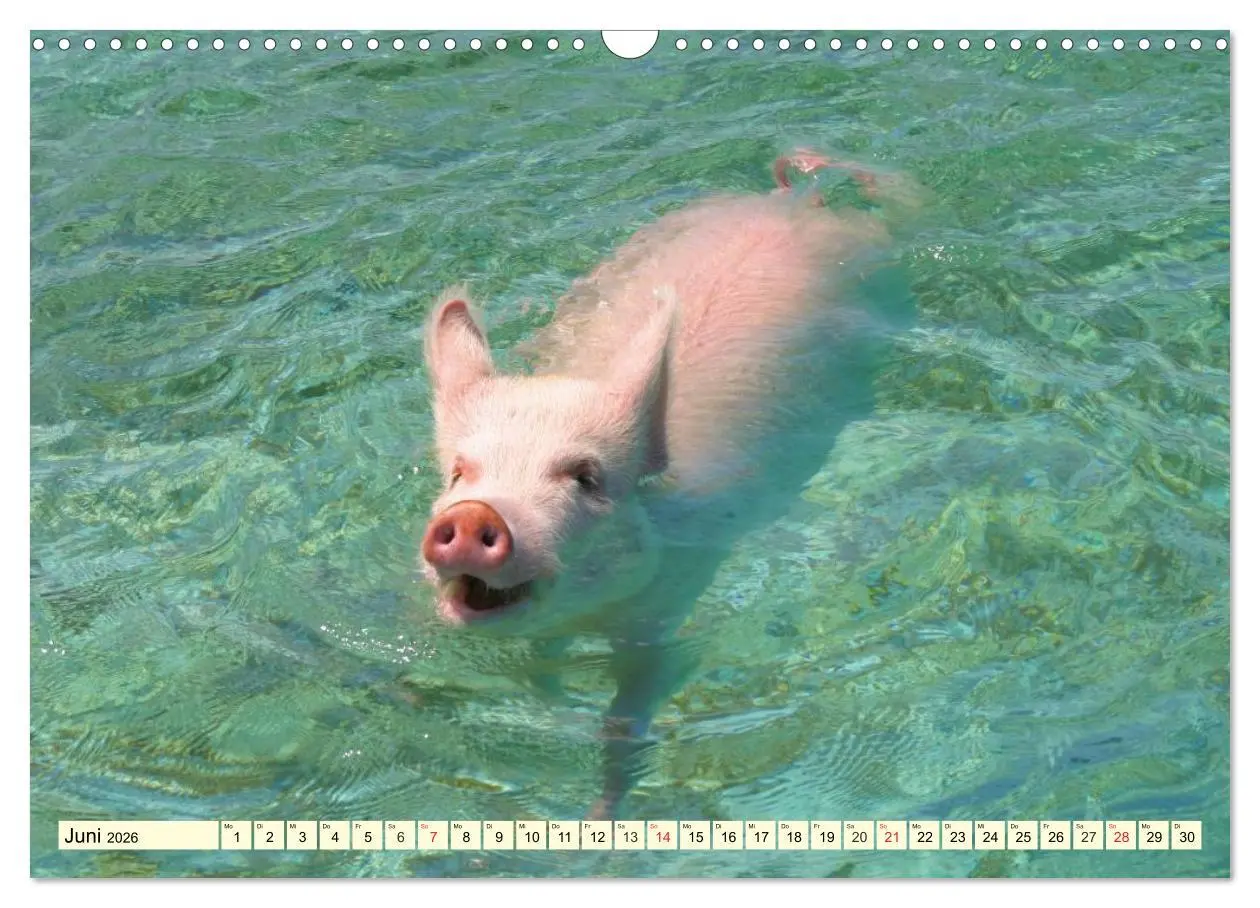 Bild: 9783457970706 | Schwimmende Schweine (Wandkalender 2026 DIN A3 quer), CALVENDO...