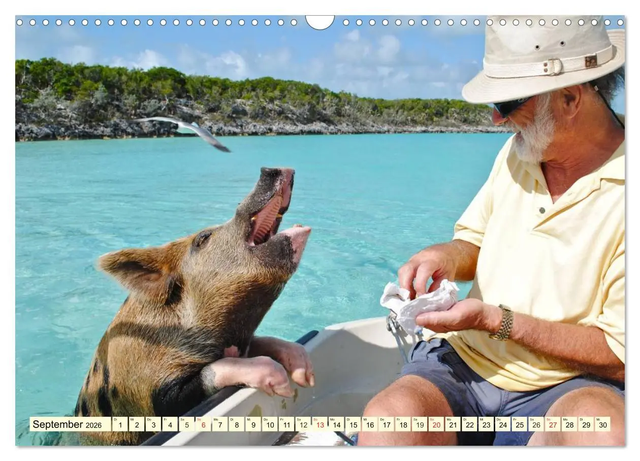 Bild: 9783457970706 | Schwimmende Schweine (Wandkalender 2026 DIN A3 quer), CALVENDO...