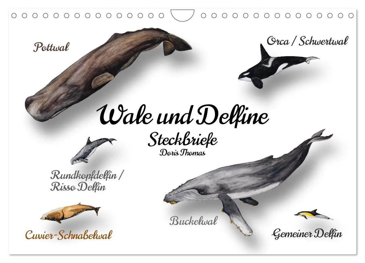 Cover: 9783457340806 | Wale und Delfine Steckbriefe (Wandkalender 2026 DIN A4 quer),...