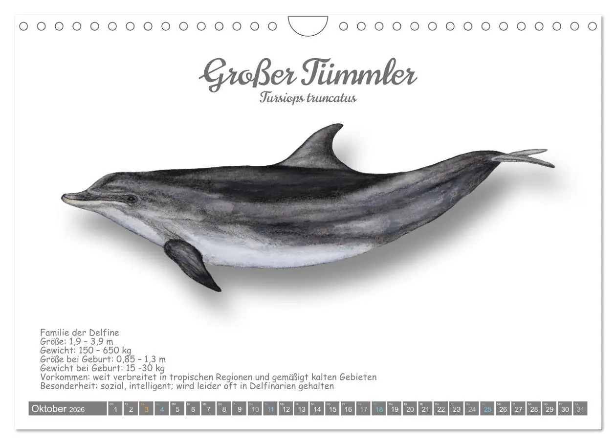 Bild: 9783457340806 | Wale und Delfine Steckbriefe (Wandkalender 2026 DIN A4 quer),...