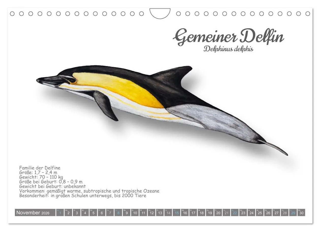 Bild: 9783457340806 | Wale und Delfine Steckbriefe (Wandkalender 2026 DIN A4 quer),...