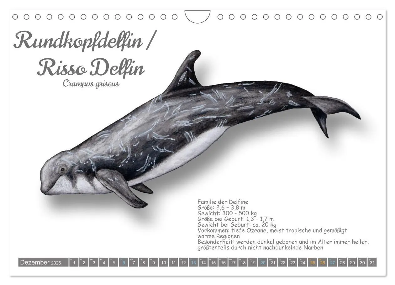 Bild: 9783457340806 | Wale und Delfine Steckbriefe (Wandkalender 2026 DIN A4 quer),...