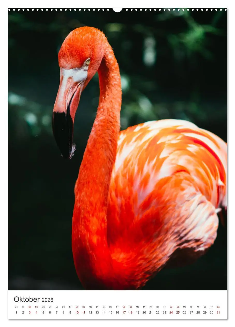 Bild: 9783516350906 | Flamingos in rosa Federpracht. (Wandkalender 2026 DIN A2 hoch),...