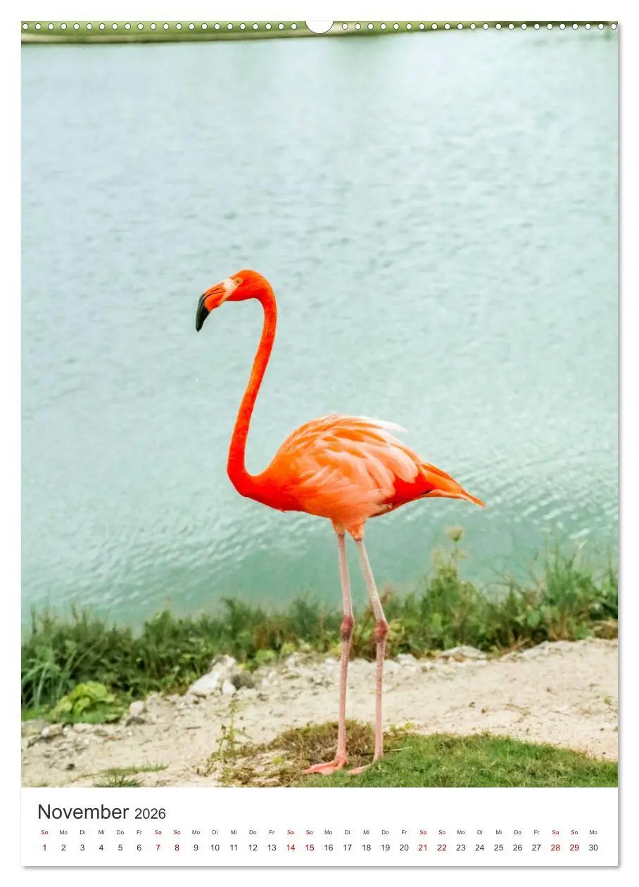 Bild: 9783516350906 | Flamingos in rosa Federpracht. (Wandkalender 2026 DIN A2 hoch),...