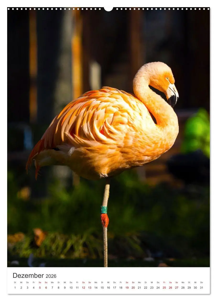 Bild: 9783516350906 | Flamingos in rosa Federpracht. (Wandkalender 2026 DIN A2 hoch),...