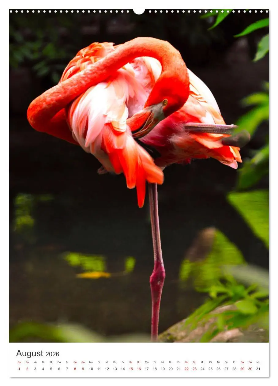 Bild: 9783516350906 | Flamingos in rosa Federpracht. (Wandkalender 2026 DIN A2 hoch),...