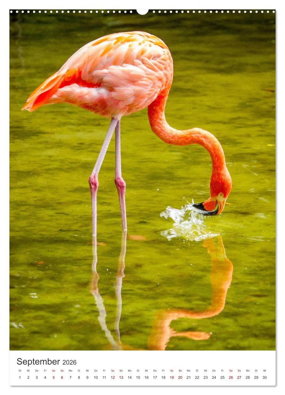 Bild: 9783516350906 | Flamingos in rosa Federpracht. (Wandkalender 2026 DIN A2 hoch),...