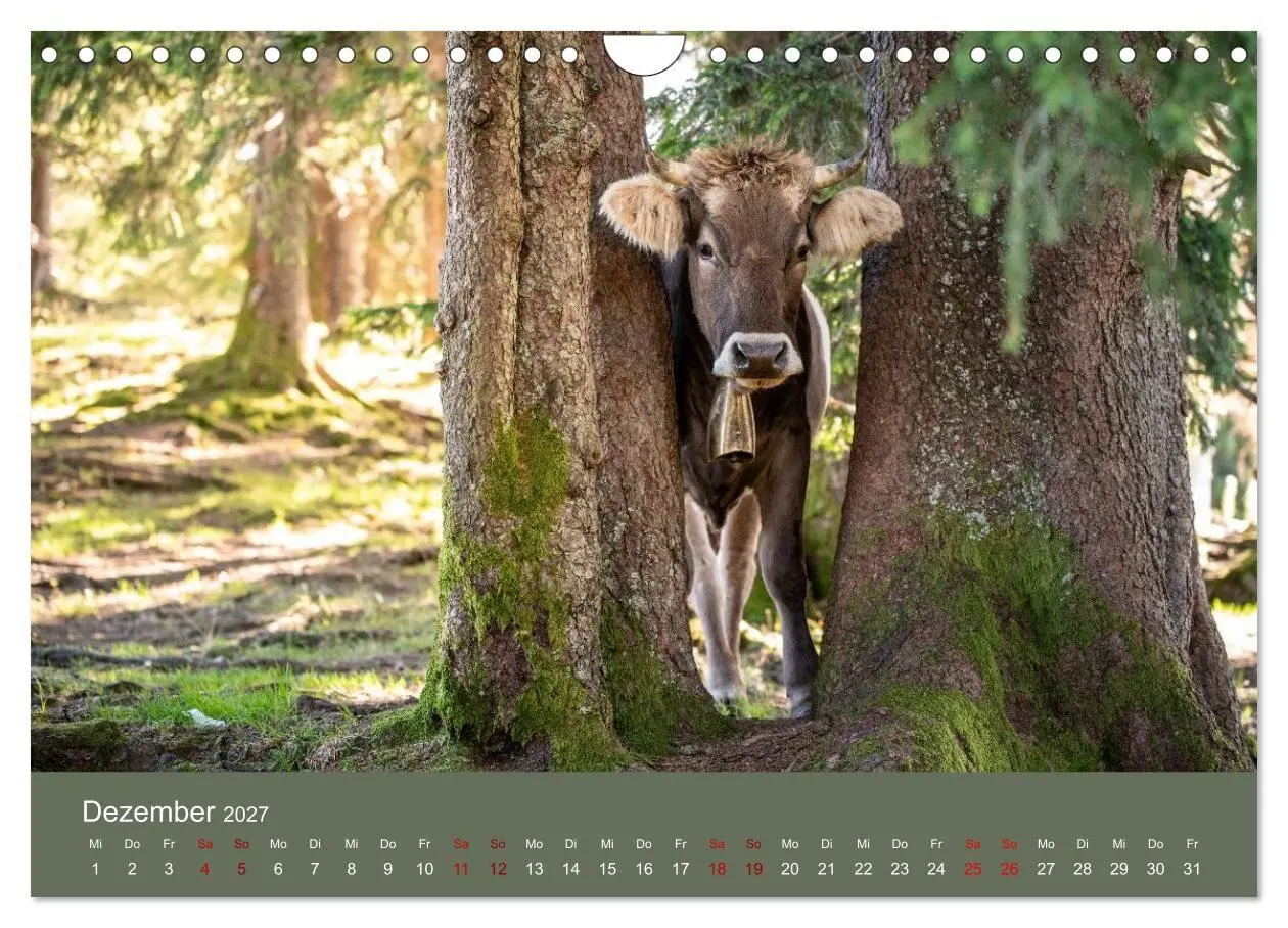Bild: 9783516791006 | Allgäuer Rindvieh 2027 (Wandkalender 2027 DIN A4 quer), CALVENDO...