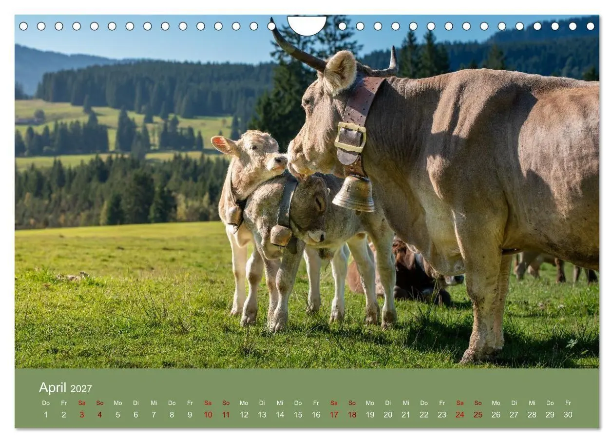 Bild: 9783516791006 | Allgäuer Rindvieh 2027 (Wandkalender 2027 DIN A4 quer), CALVENDO...