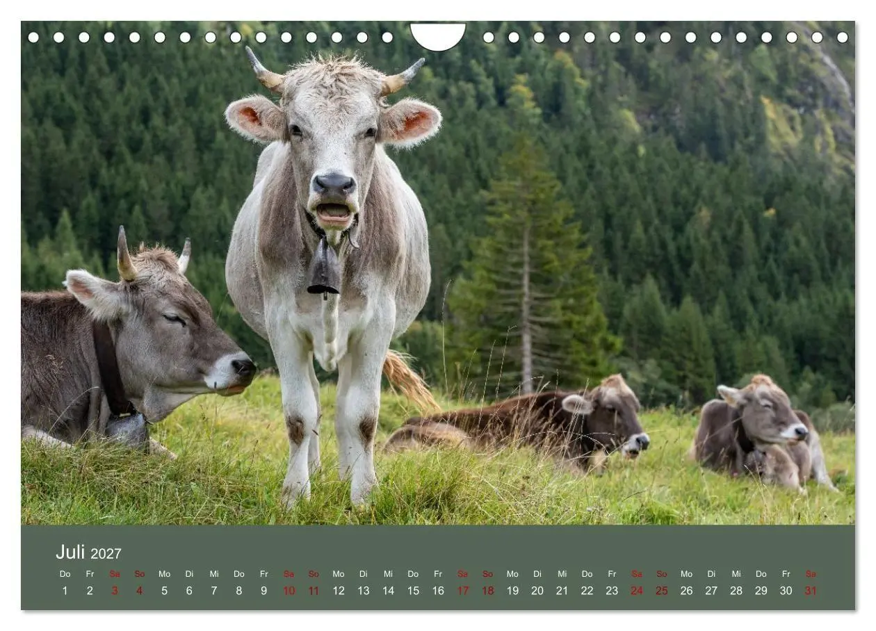 Bild: 9783516791006 | Allgäuer Rindvieh 2027 (Wandkalender 2027 DIN A4 quer), CALVENDO...