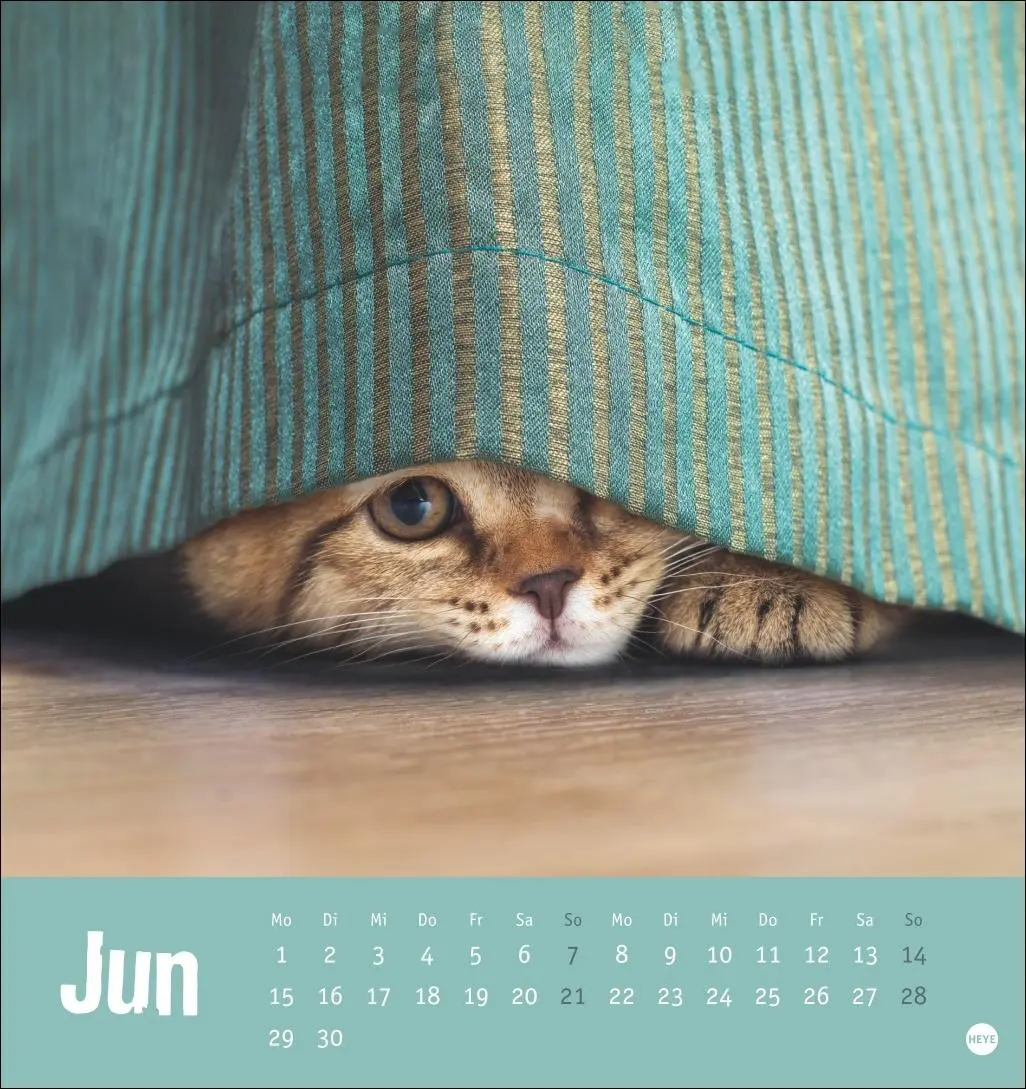 Bild: 9783756411306 | Tierisch entspannte Katzen Postkartenkalender 2026 | Heye | Kalender