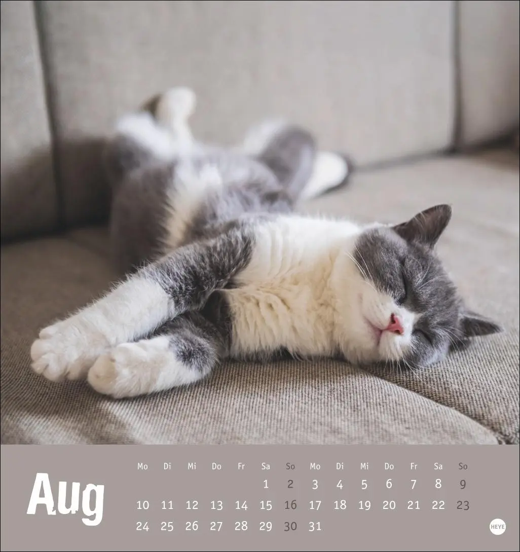 Bild: 9783756411306 | Tierisch entspannte Katzen Postkartenkalender 2026 | Heye | Kalender