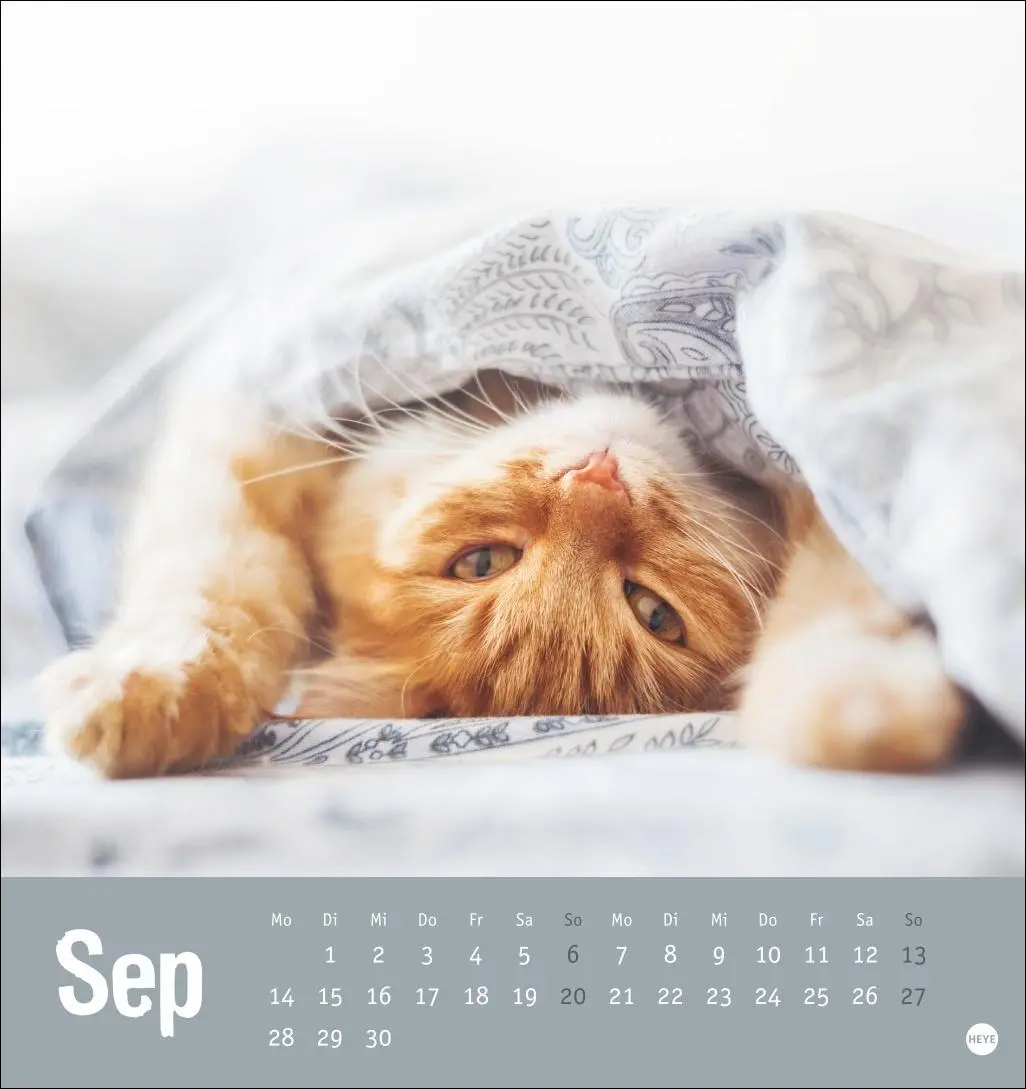 Bild: 9783756411306 | Tierisch entspannte Katzen Postkartenkalender 2026 | Heye | Kalender